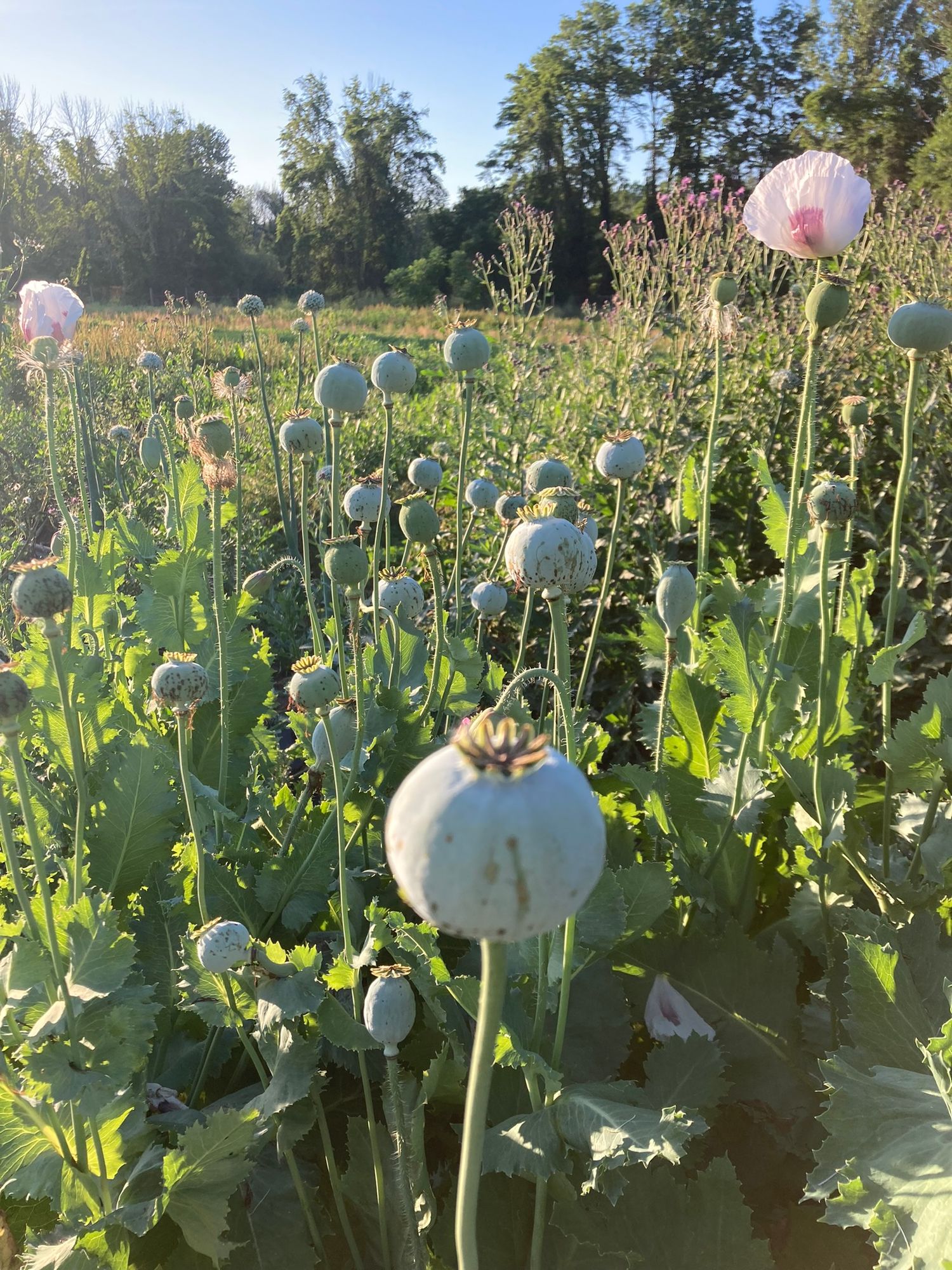 PAPAVER somniferum