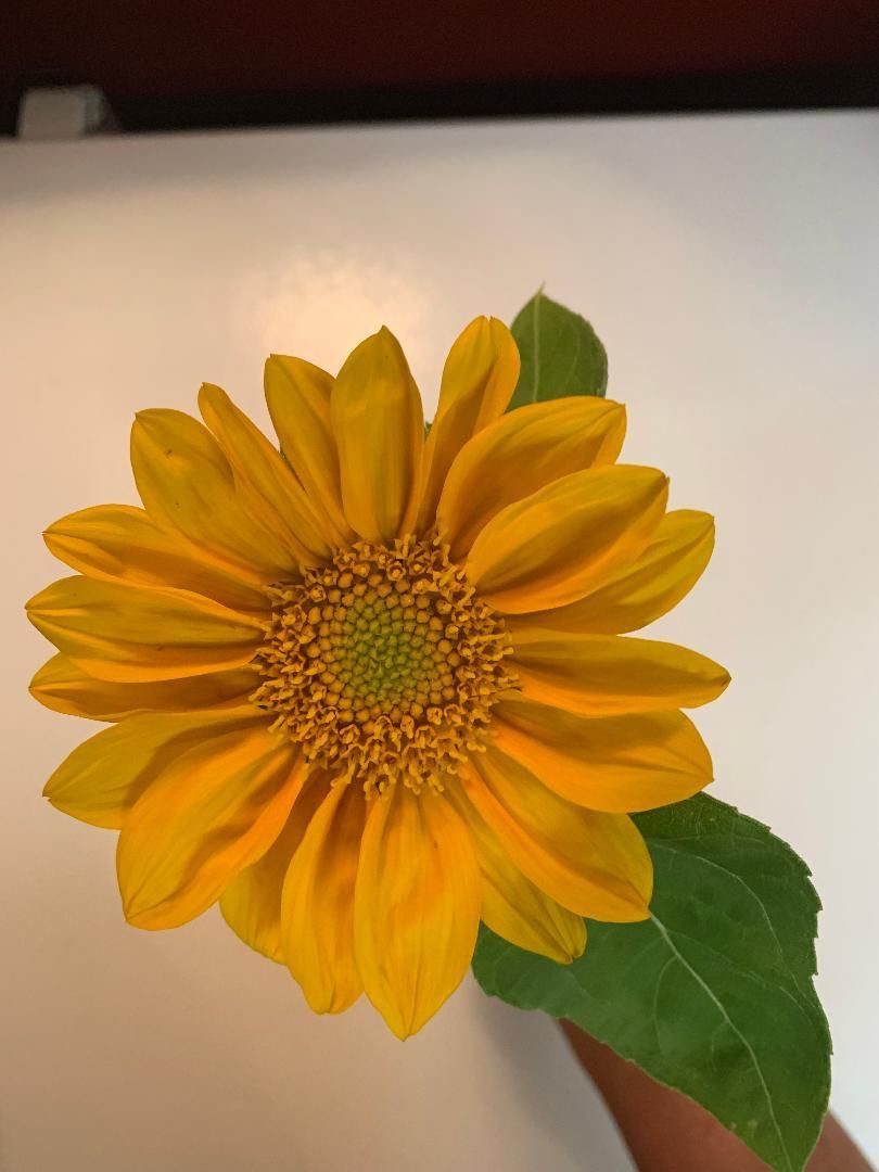 HELIANTHUS annuus ProCut