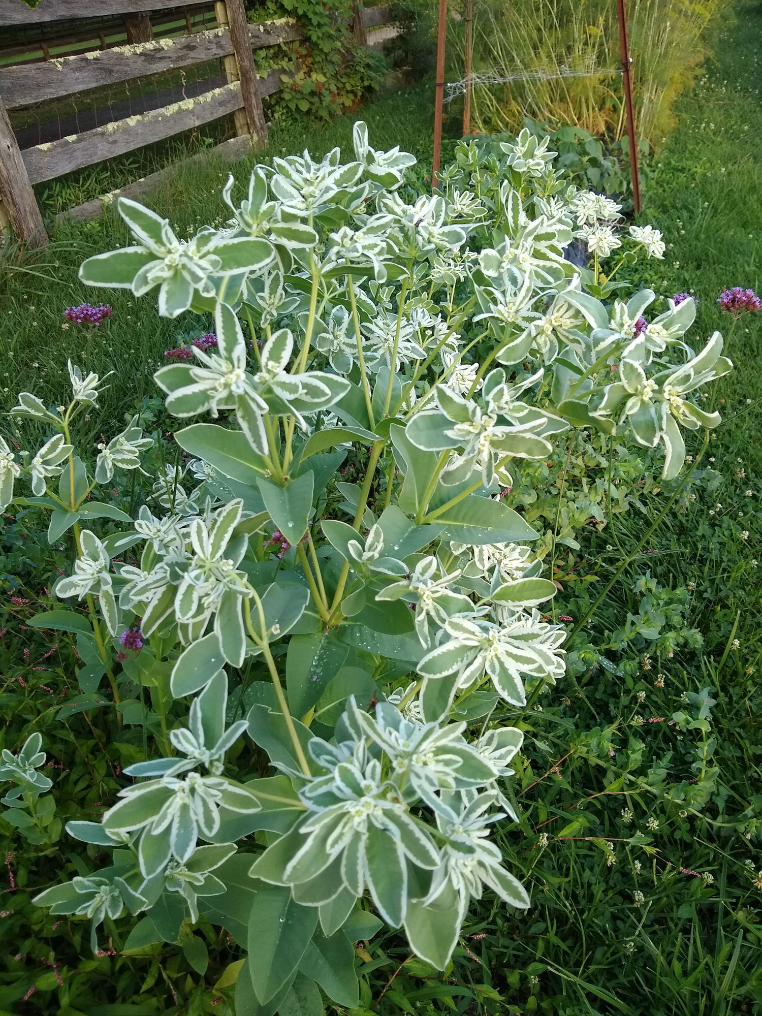 EUPHORBIA characias