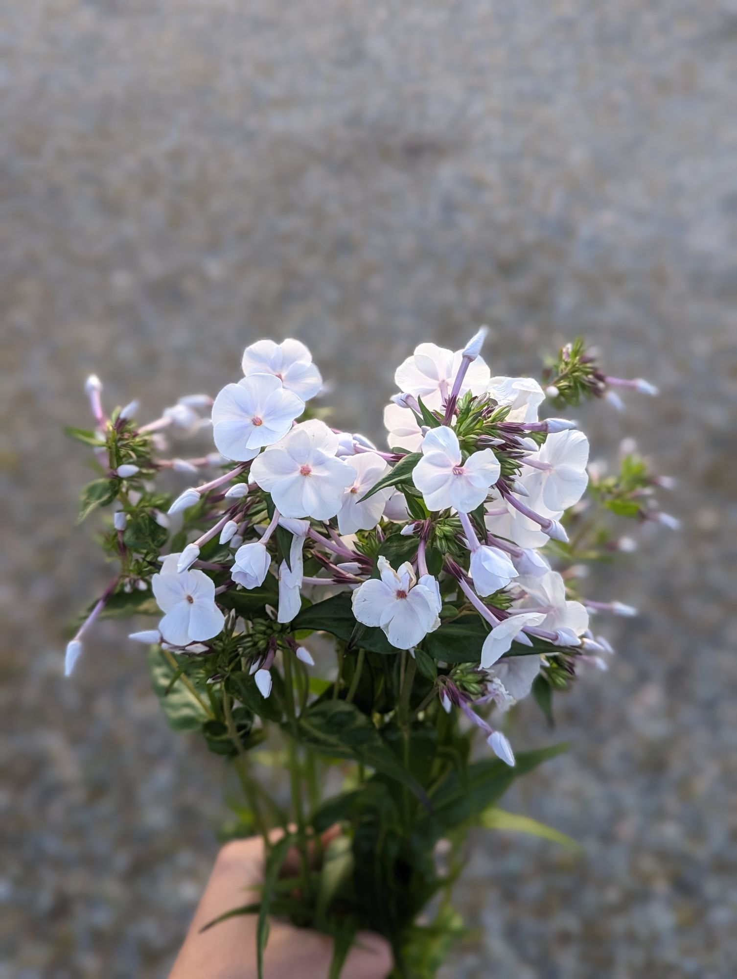 PHLOX x Fashionably Early Crystal