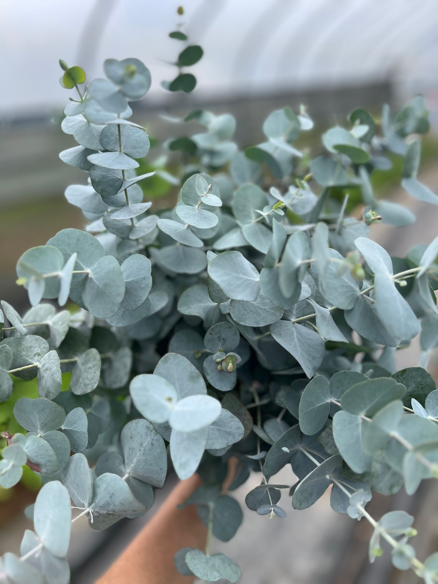 EUCALYPTUS gunnii