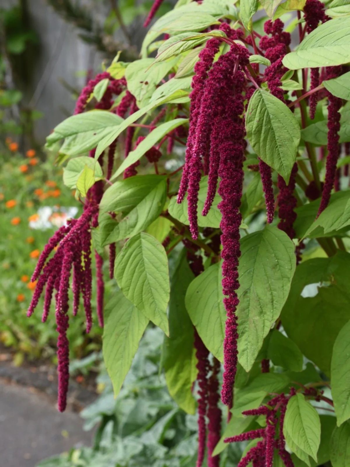 AMARANTHUS caudatus Love-Lies-Bleeding