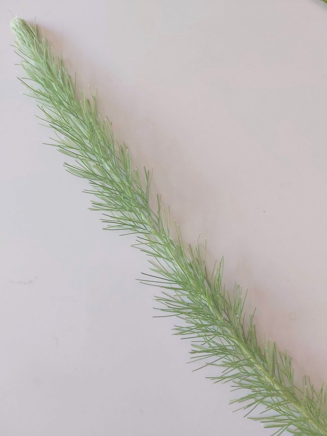 ADENANTHOS sericeus