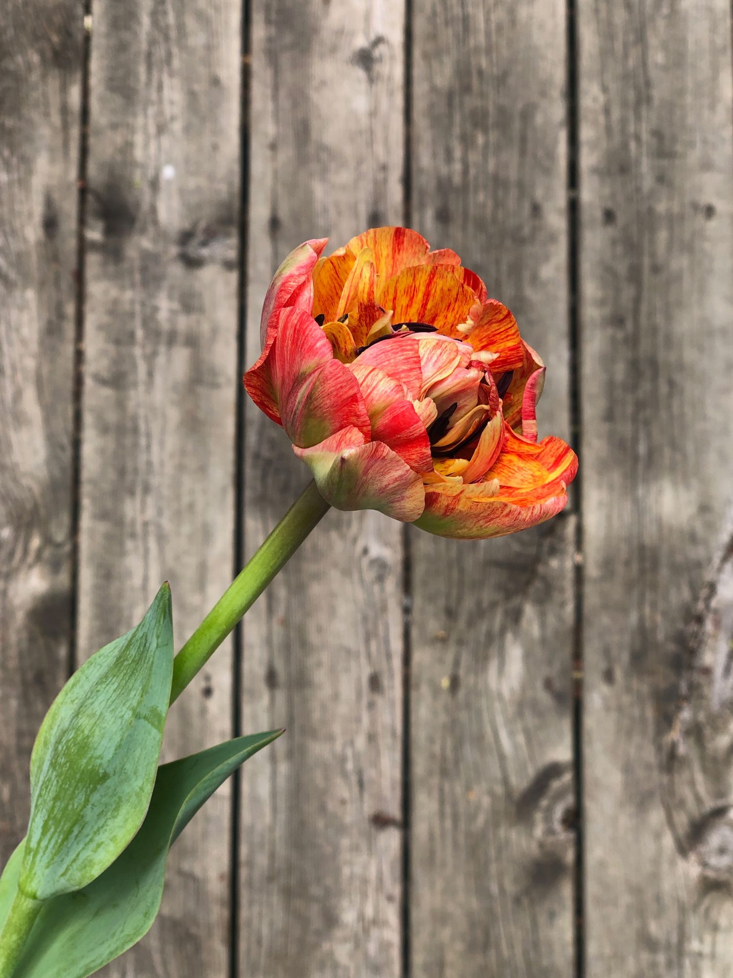 TULIPA Gudoshnik Double