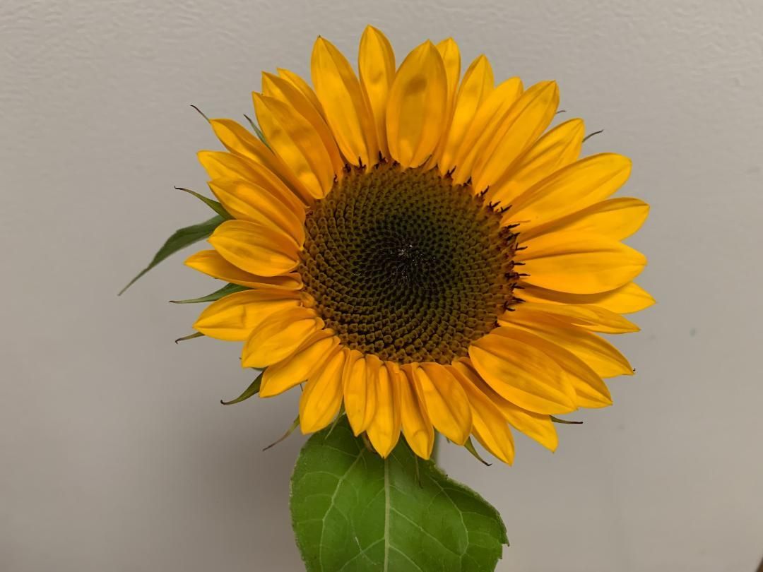 HELIANTHUS annuus ProCut