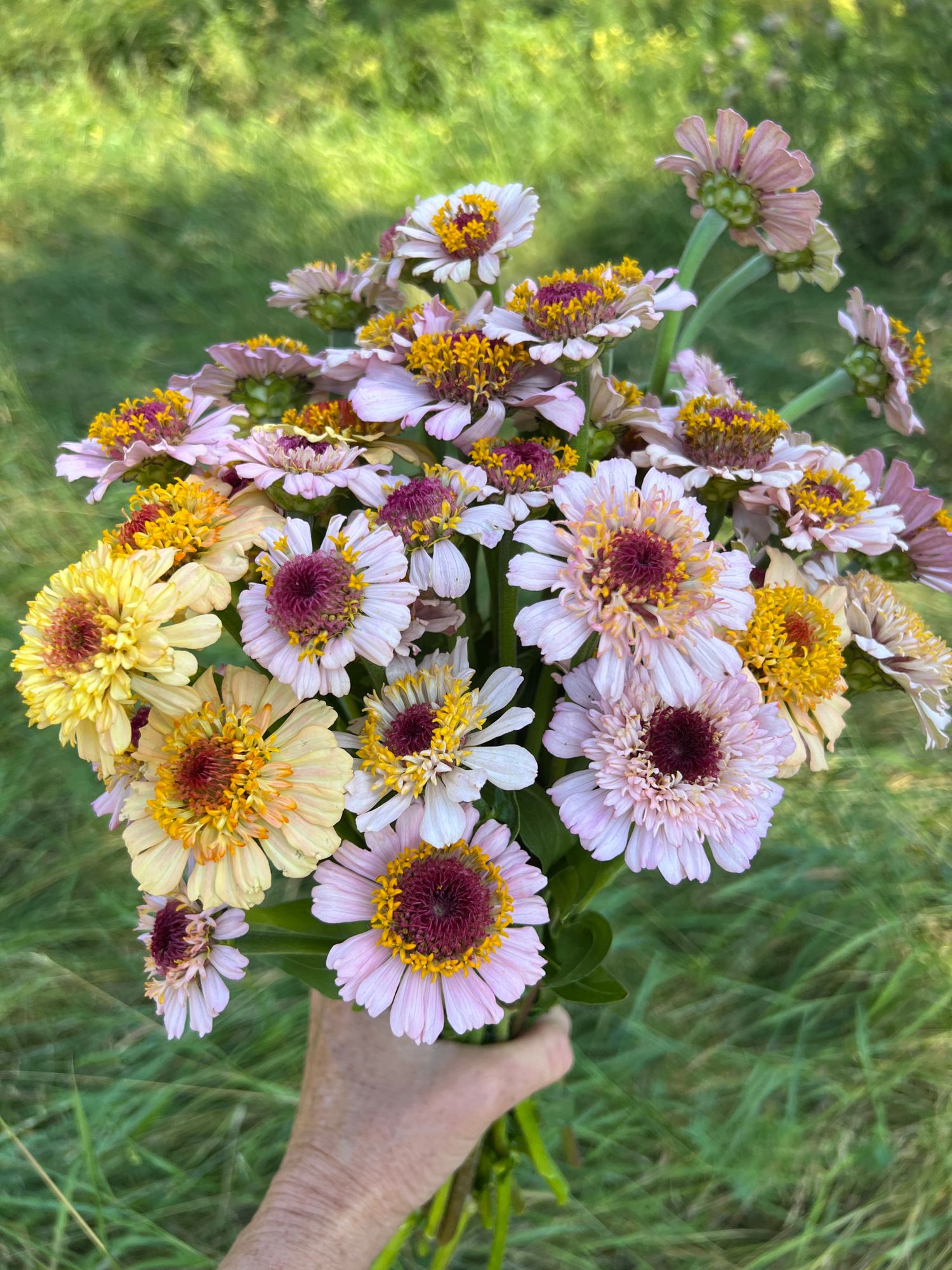 ZINNIA elegans Zinderella Lilac