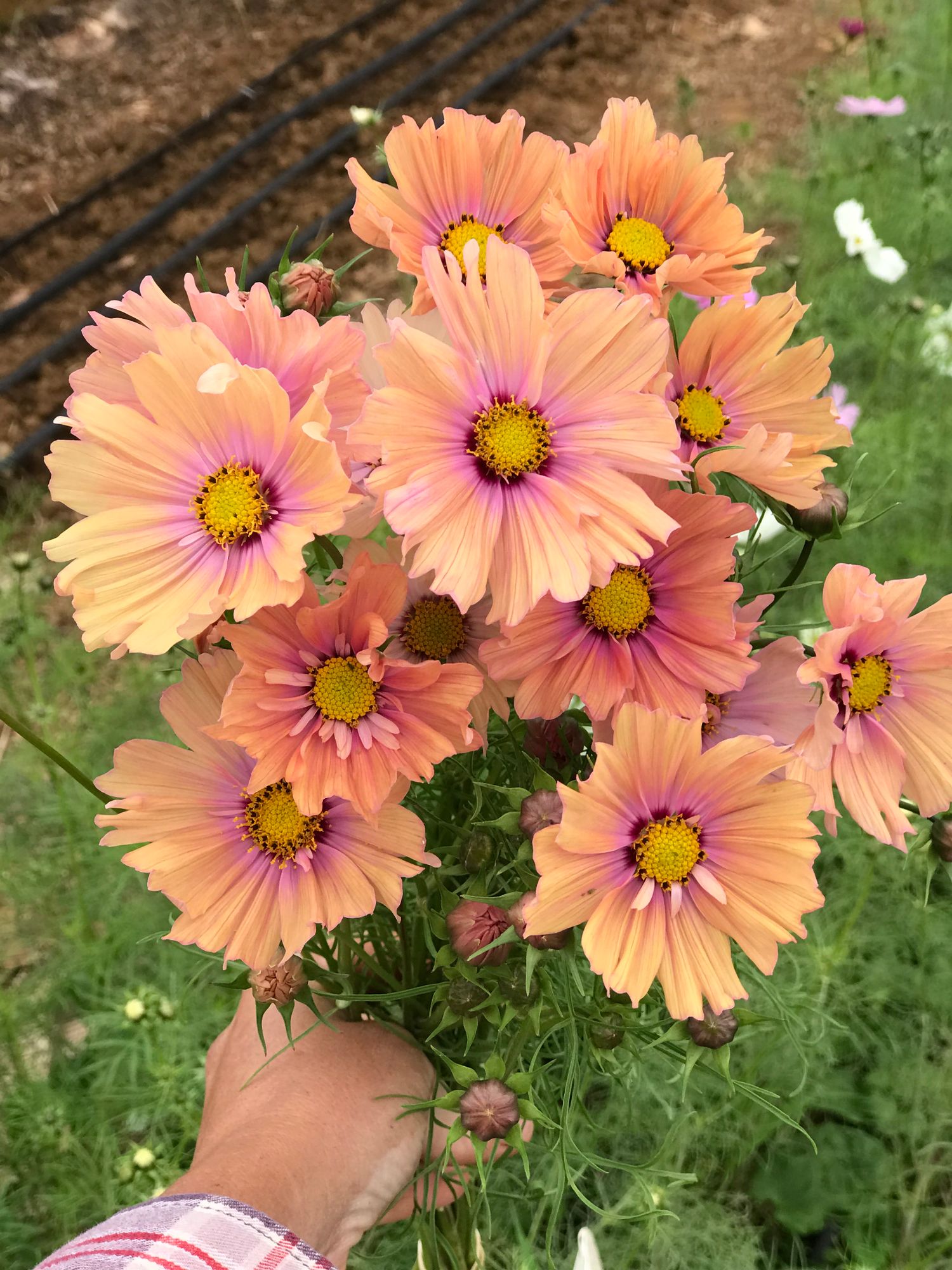 COSMOS bipinnatus Apricotta