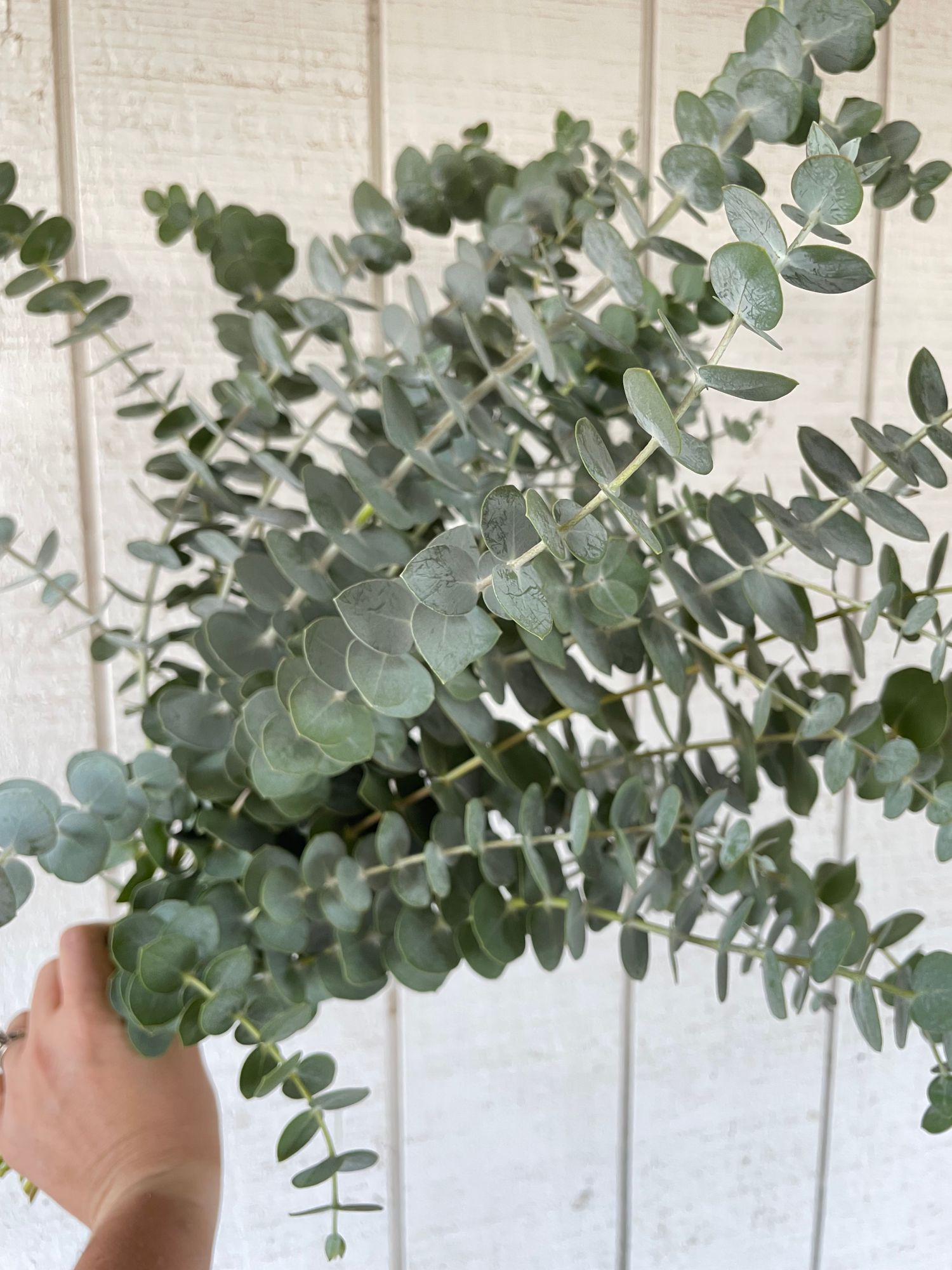EUCALYPTUS