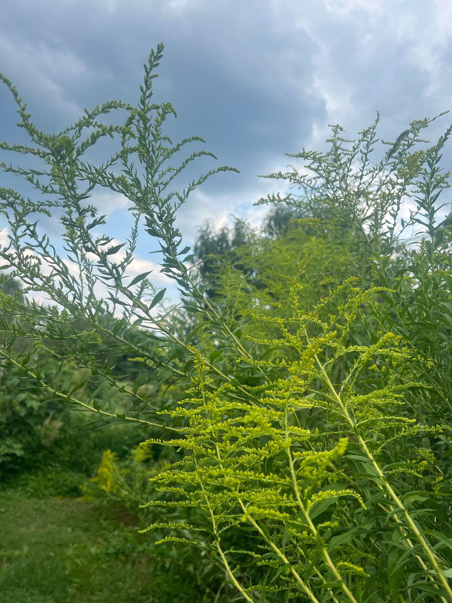 SOLIDAGO canadensis