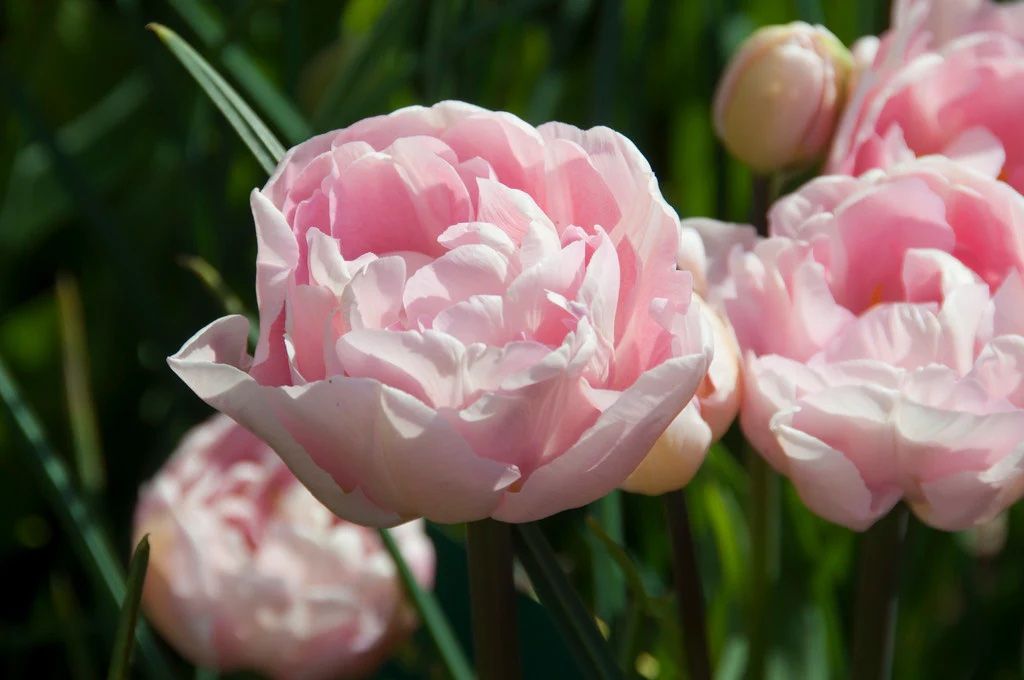 TULIPA Dreamer