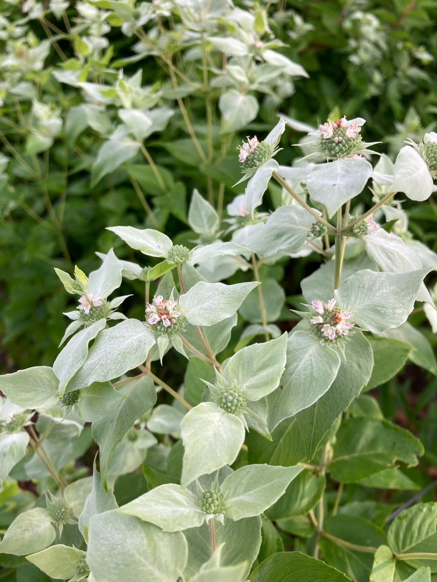 PYCNANTHEMUM muticum