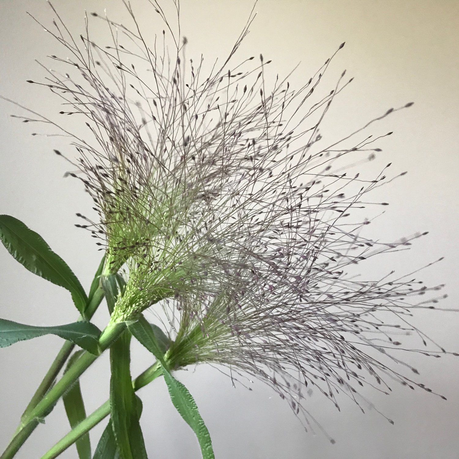 PANICUM elegans