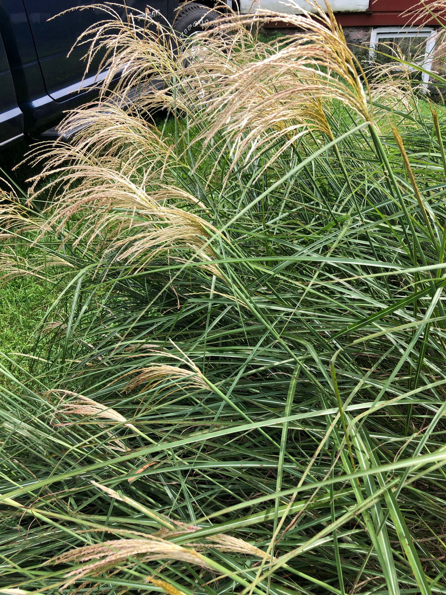 MISCANTHUS sinensis Morning Light