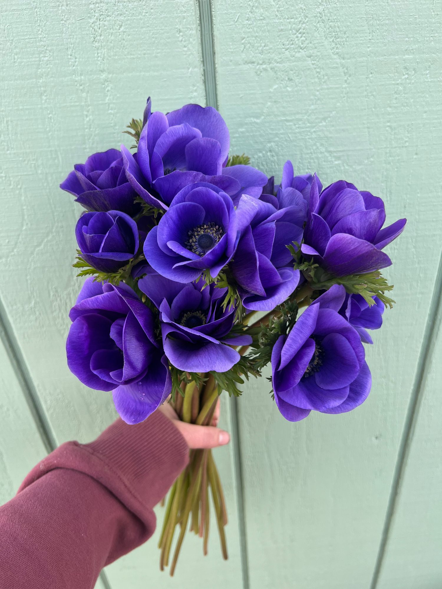 ANEMONE coronaria Galilee