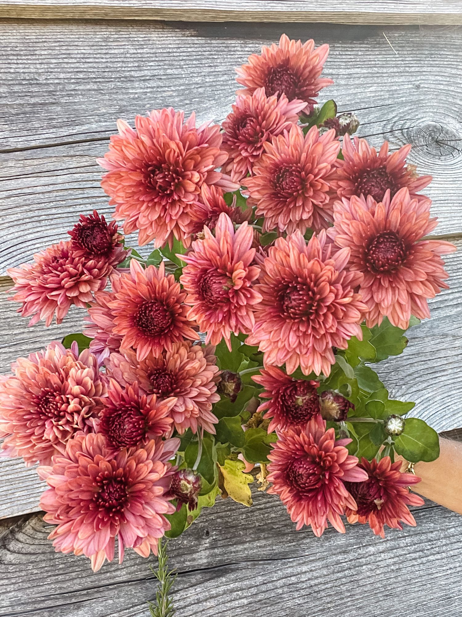 CHRYSANTHEMUM