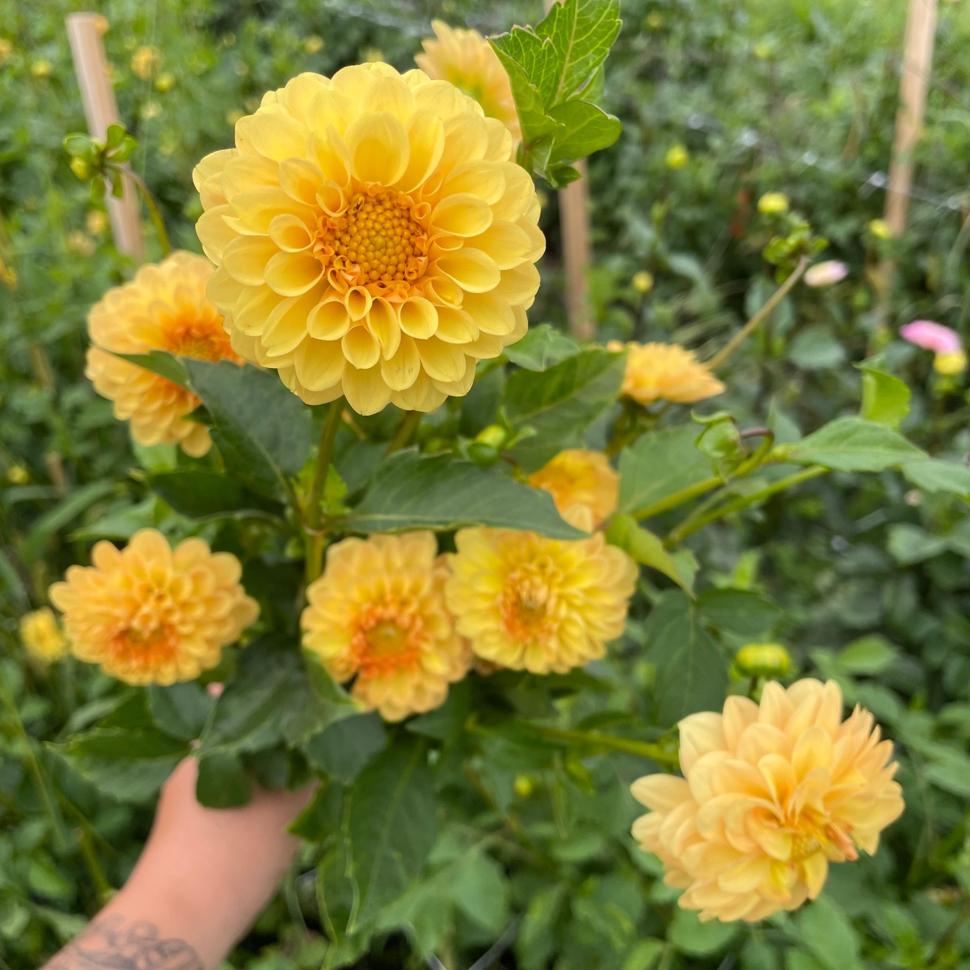 DAHLIA Golden Scepter