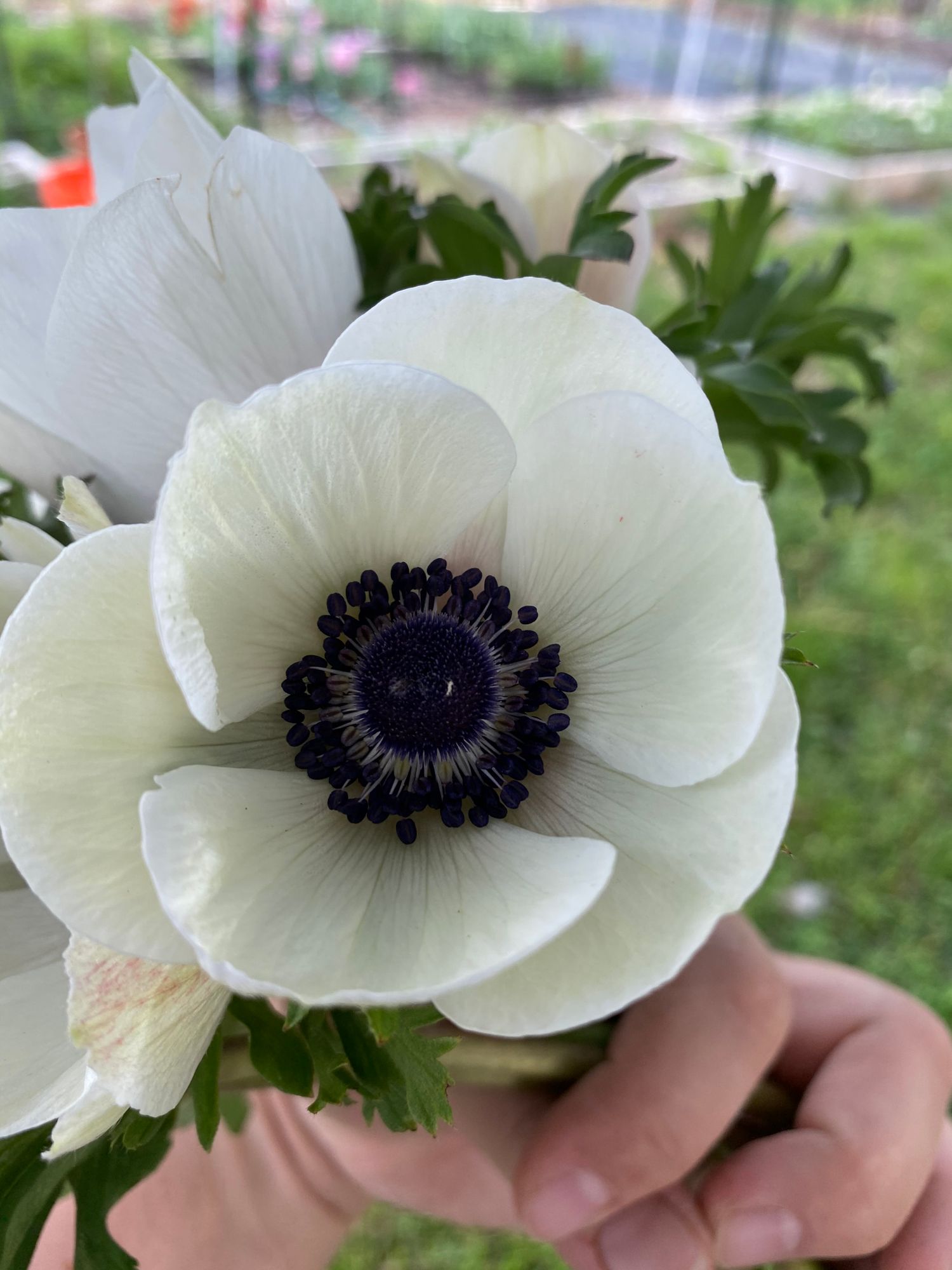 ANEMONE coronaria Panda