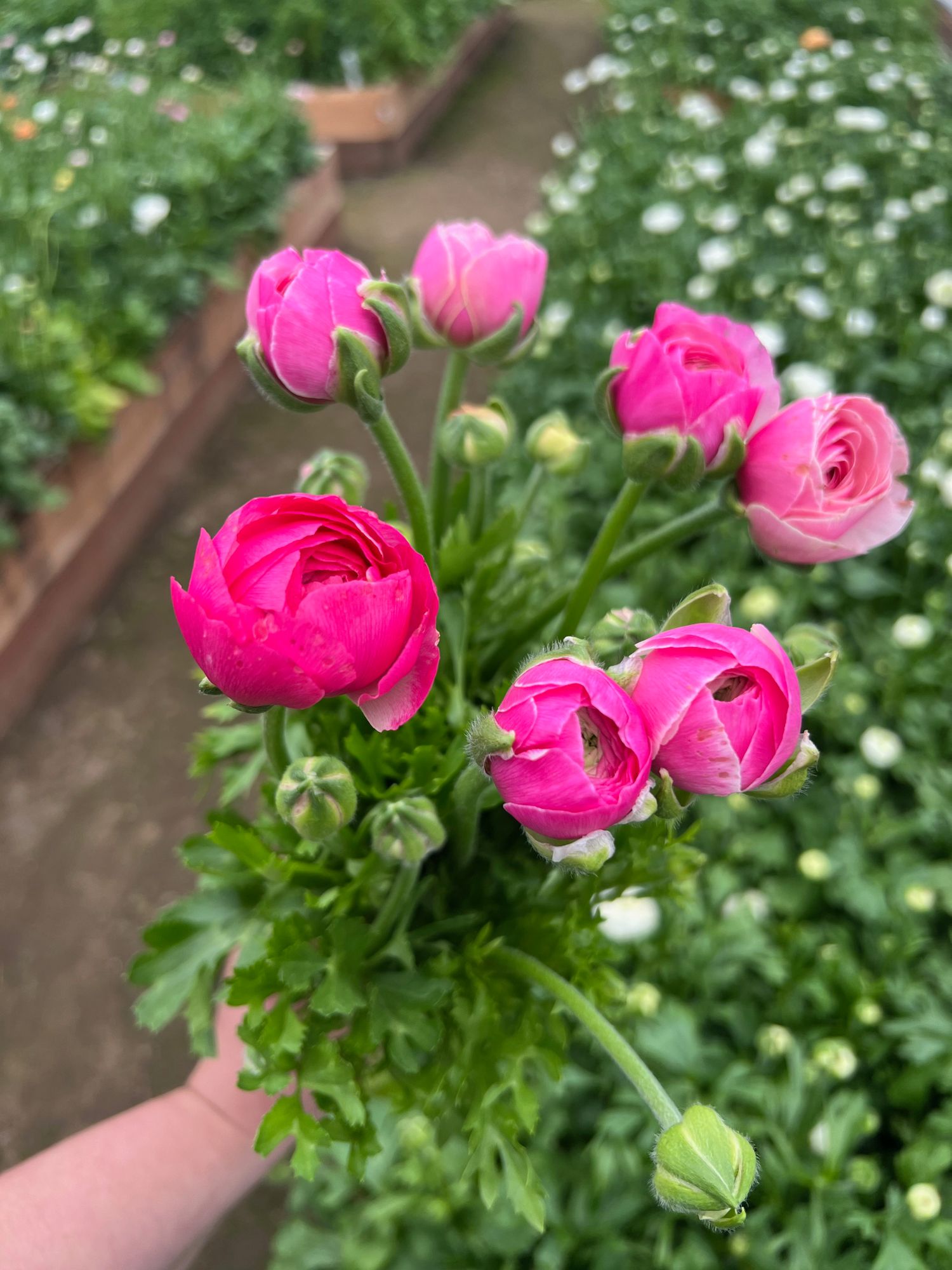 RANUNCULUS Amandine Porcelain