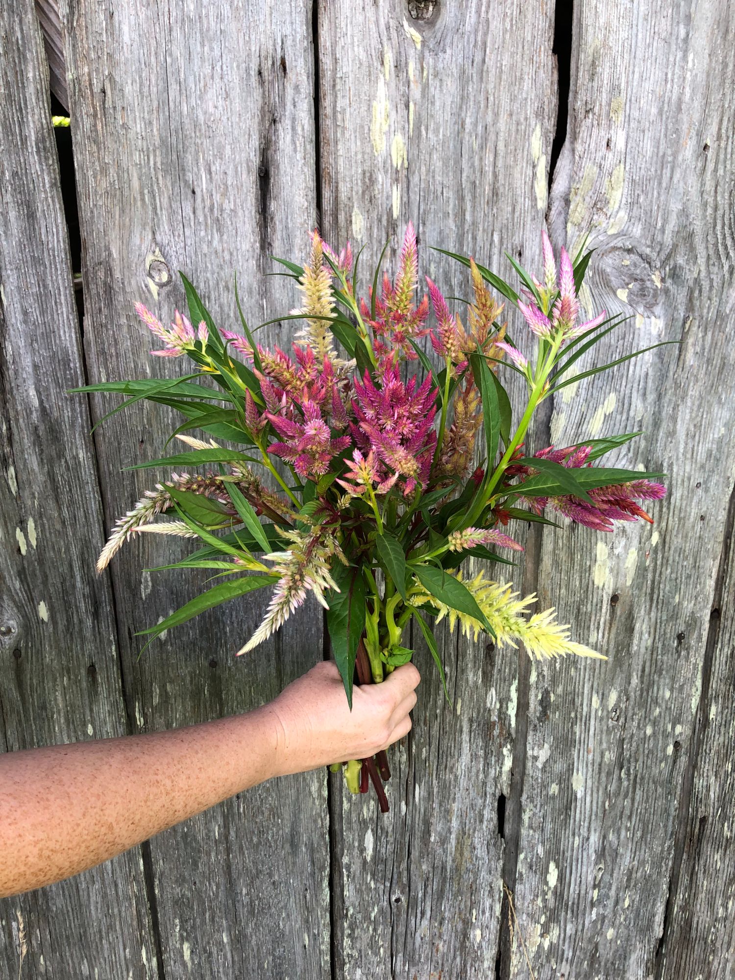 CELOSIA argentea var. plumosa Texas Plume Vintage Rose