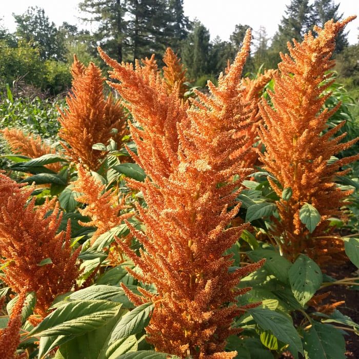 AMARANTHUS