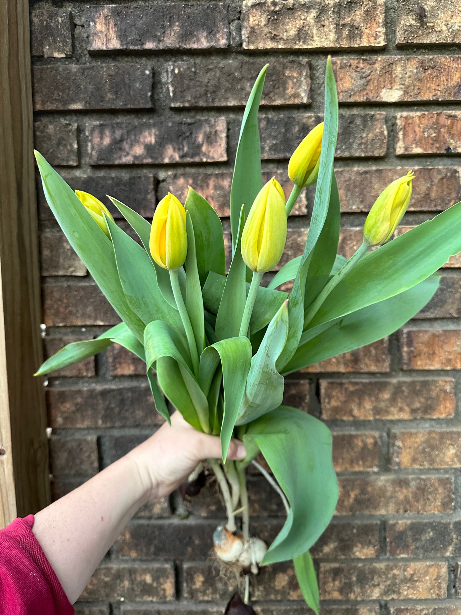 TULIPA