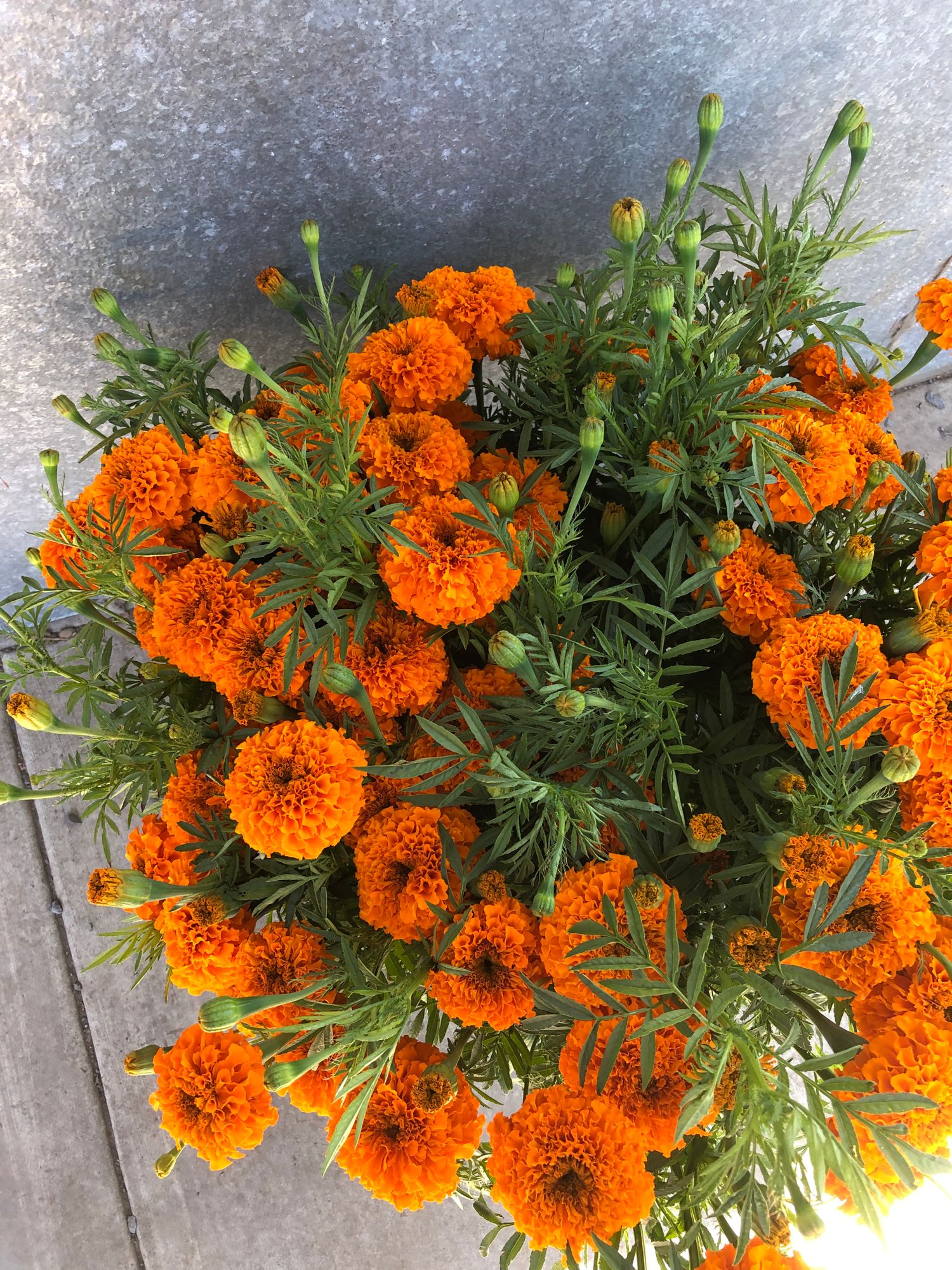 TAGETES erecta