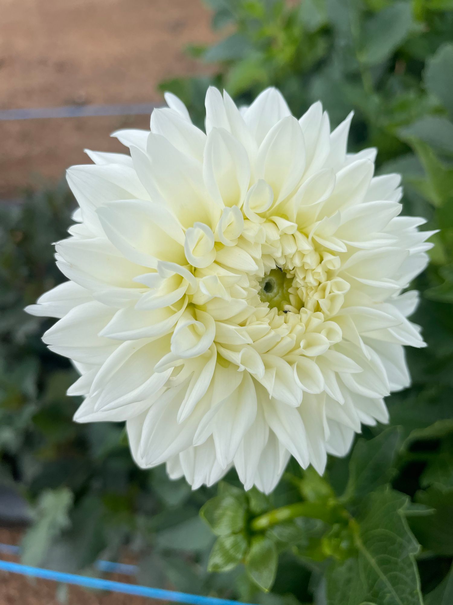 DAHLIA