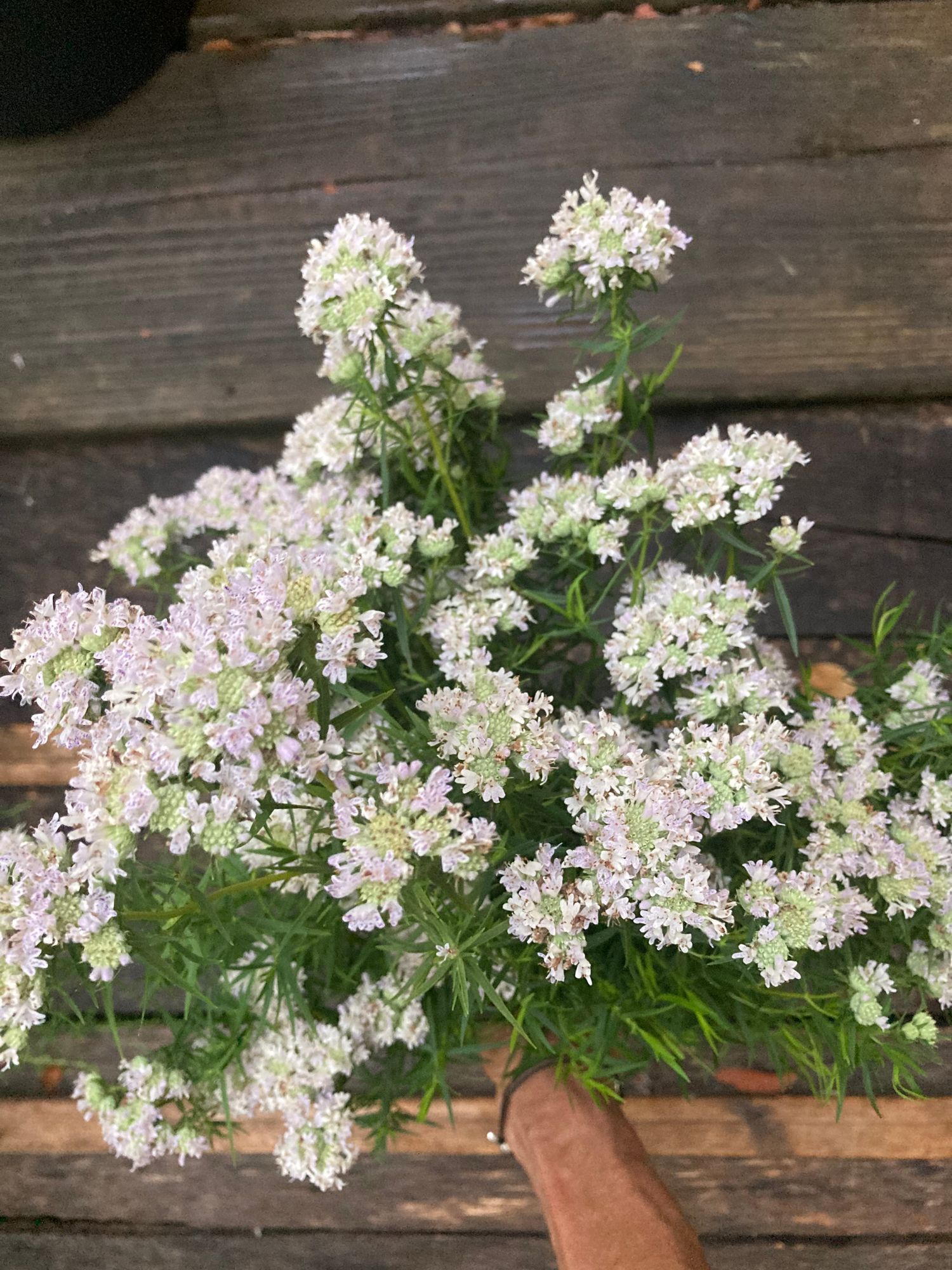 PYCNANTHEMUM tenuifolium