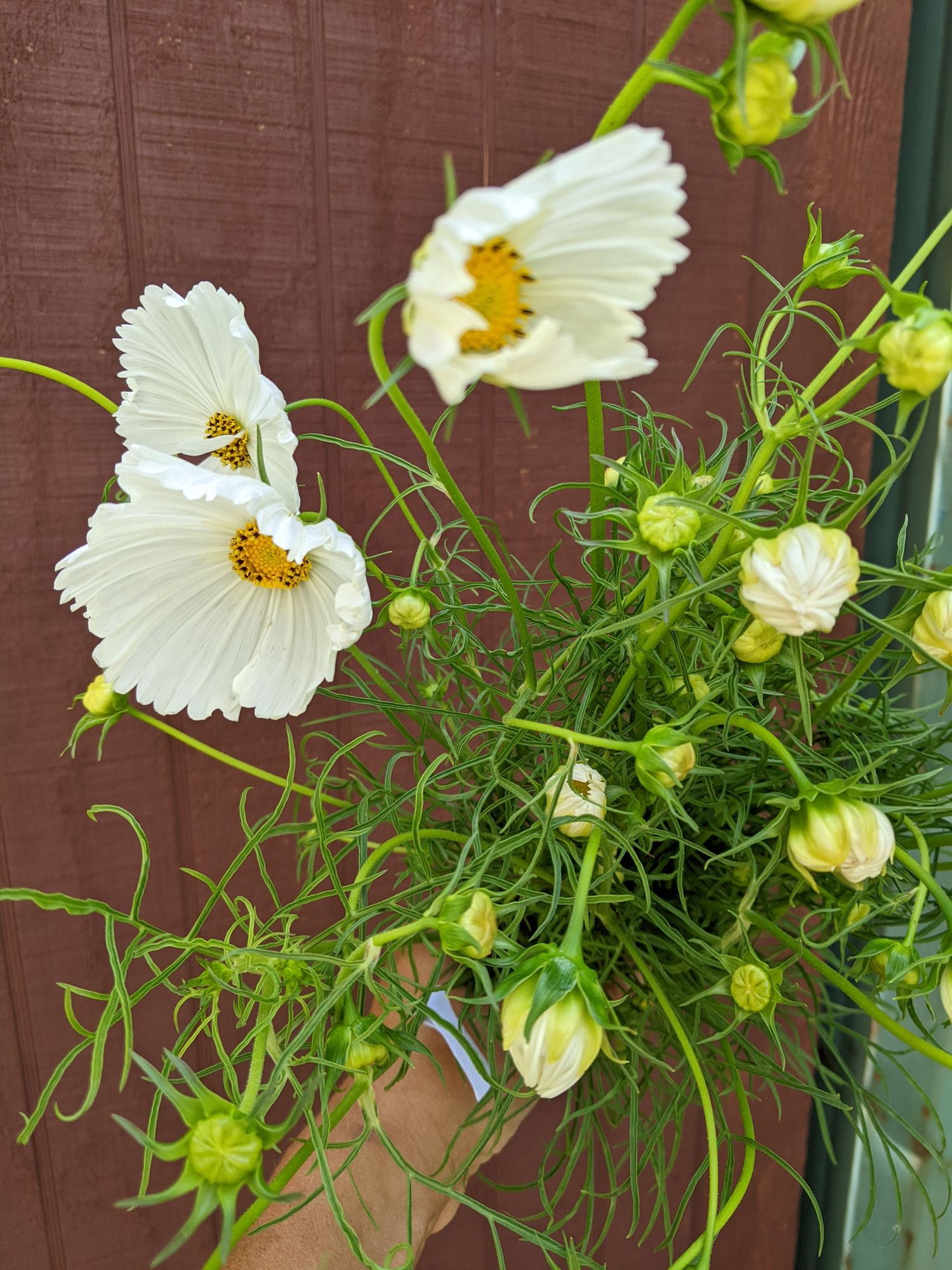 COSMOS bipinnatus Cupcakes