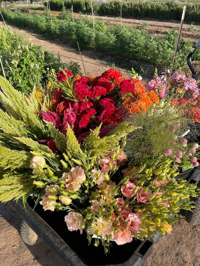 775SVB - Farmer's Choice - Eucalyptus