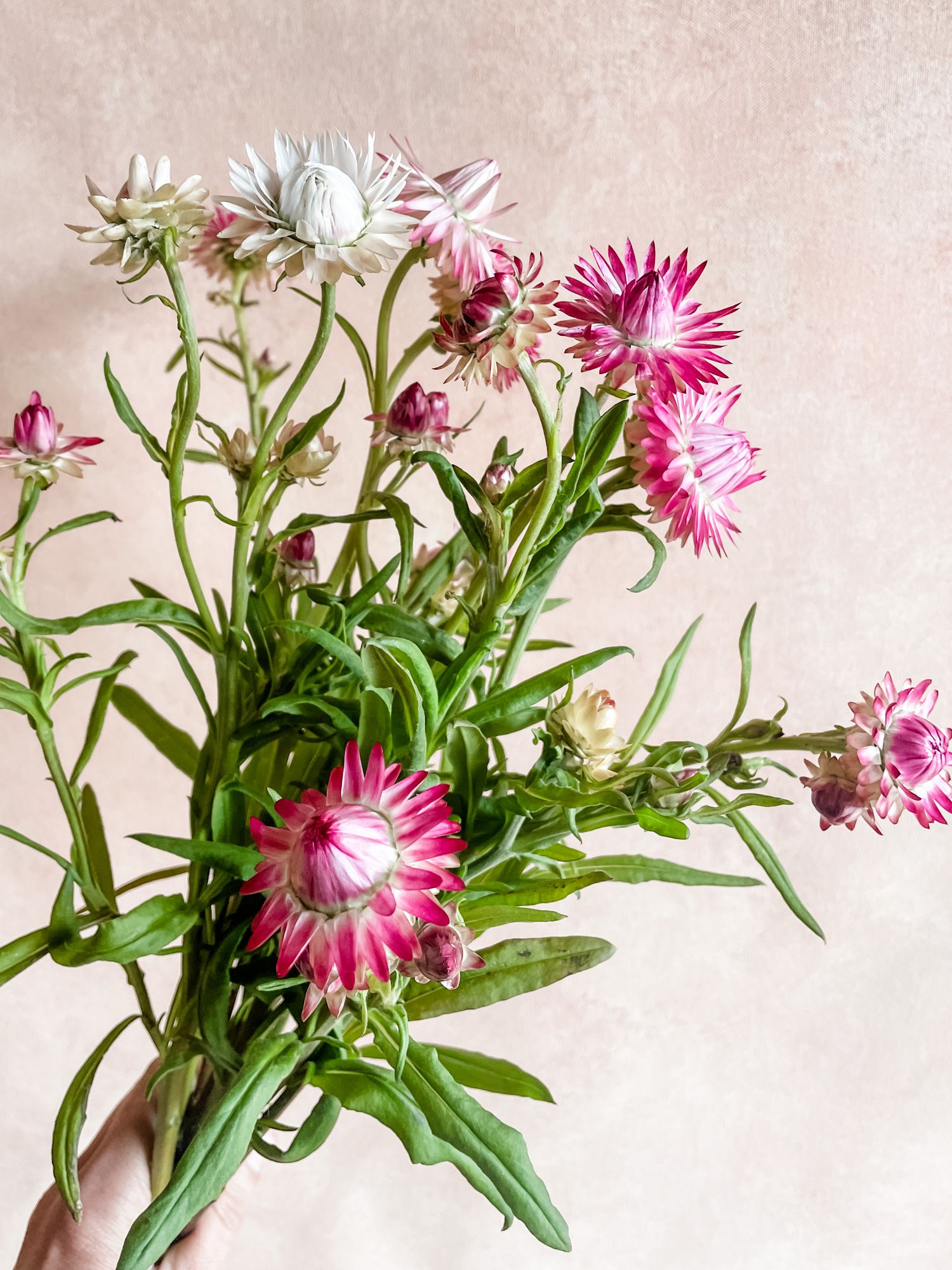 XEROCHRYSUM bracteatum