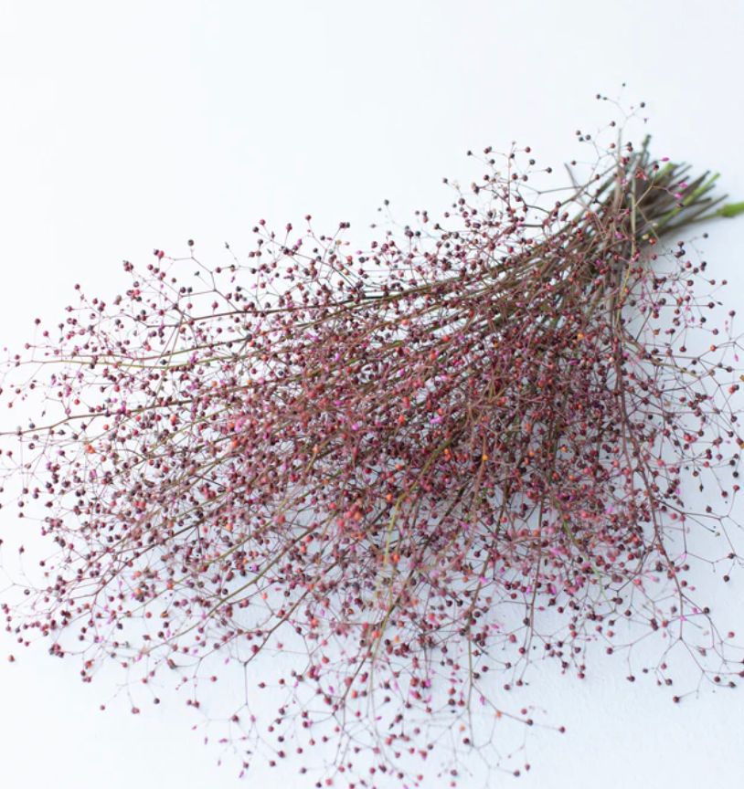 TALINUM paniculatum