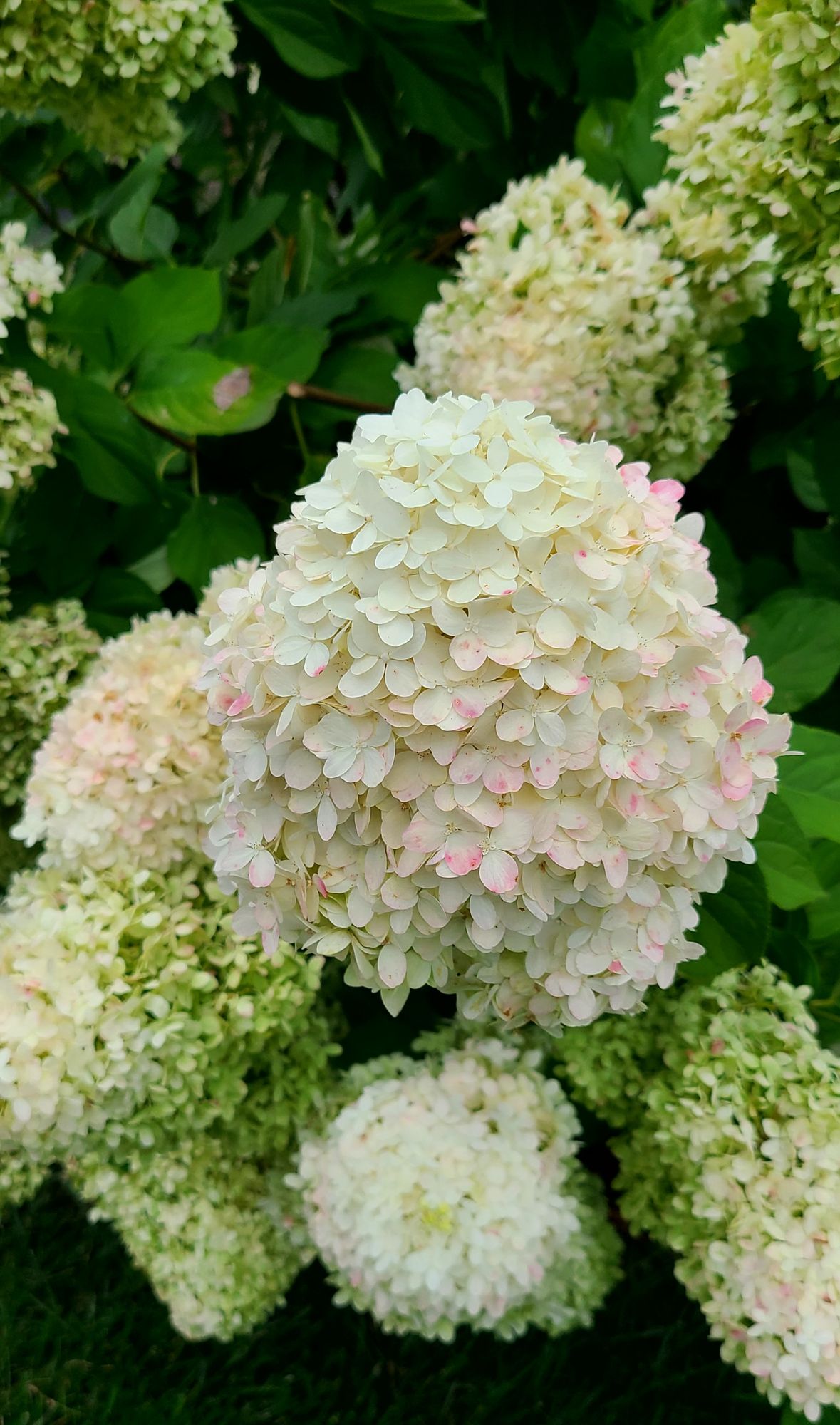 HYDRANGEA paniculata Limelight