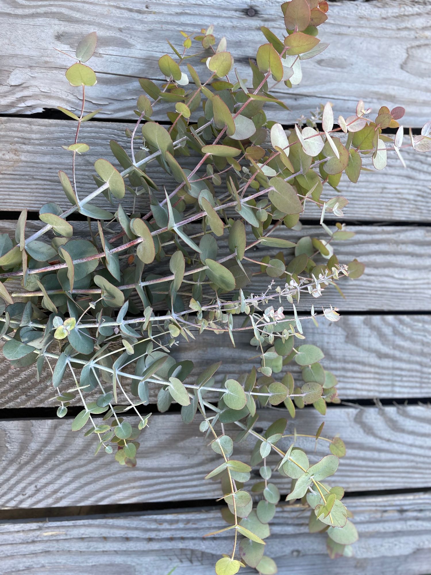 EUCALYPTUS pulverulenta Baby Dwarf Florist Blue