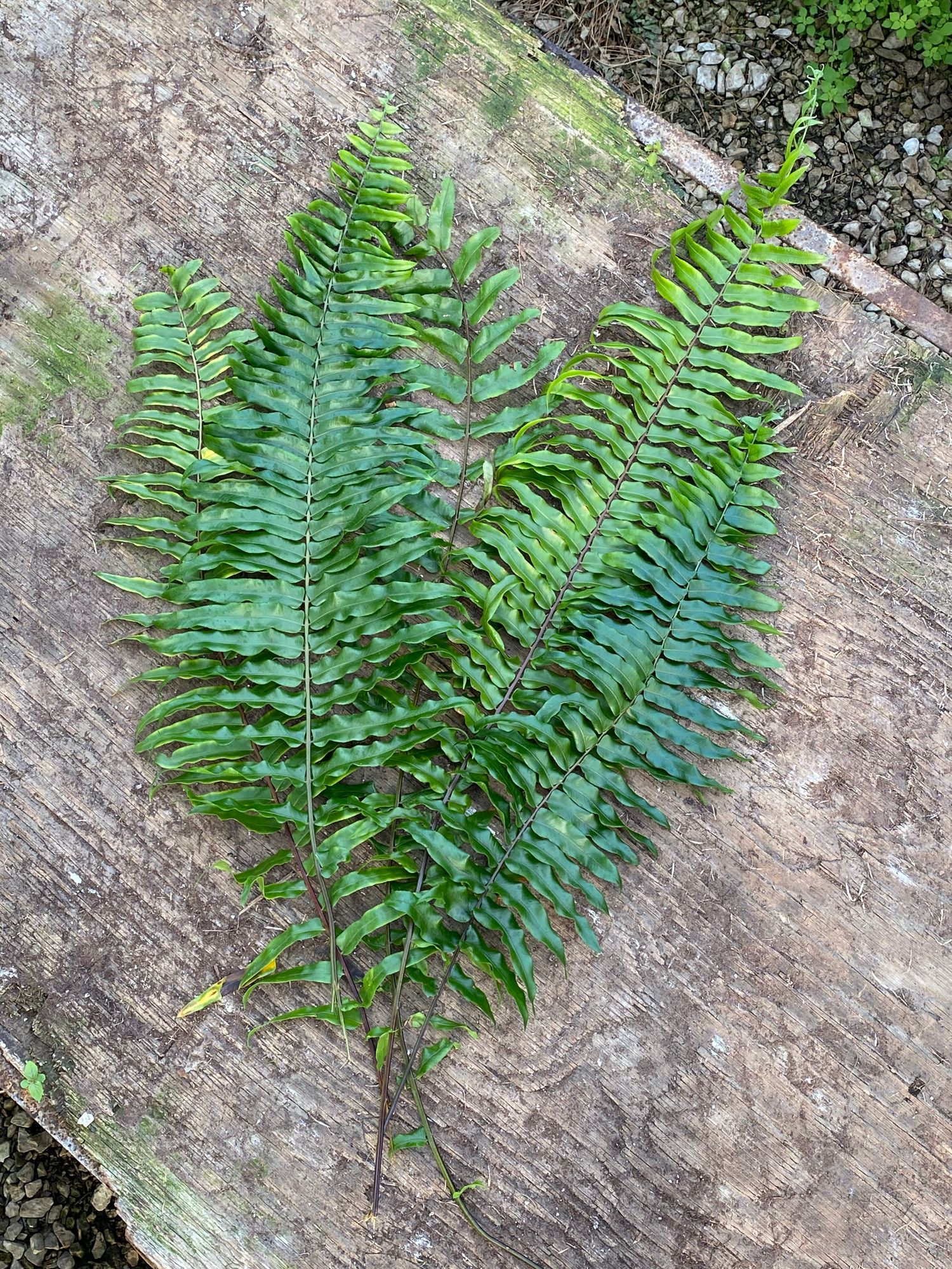 POLYSTICHUM acrostichoides