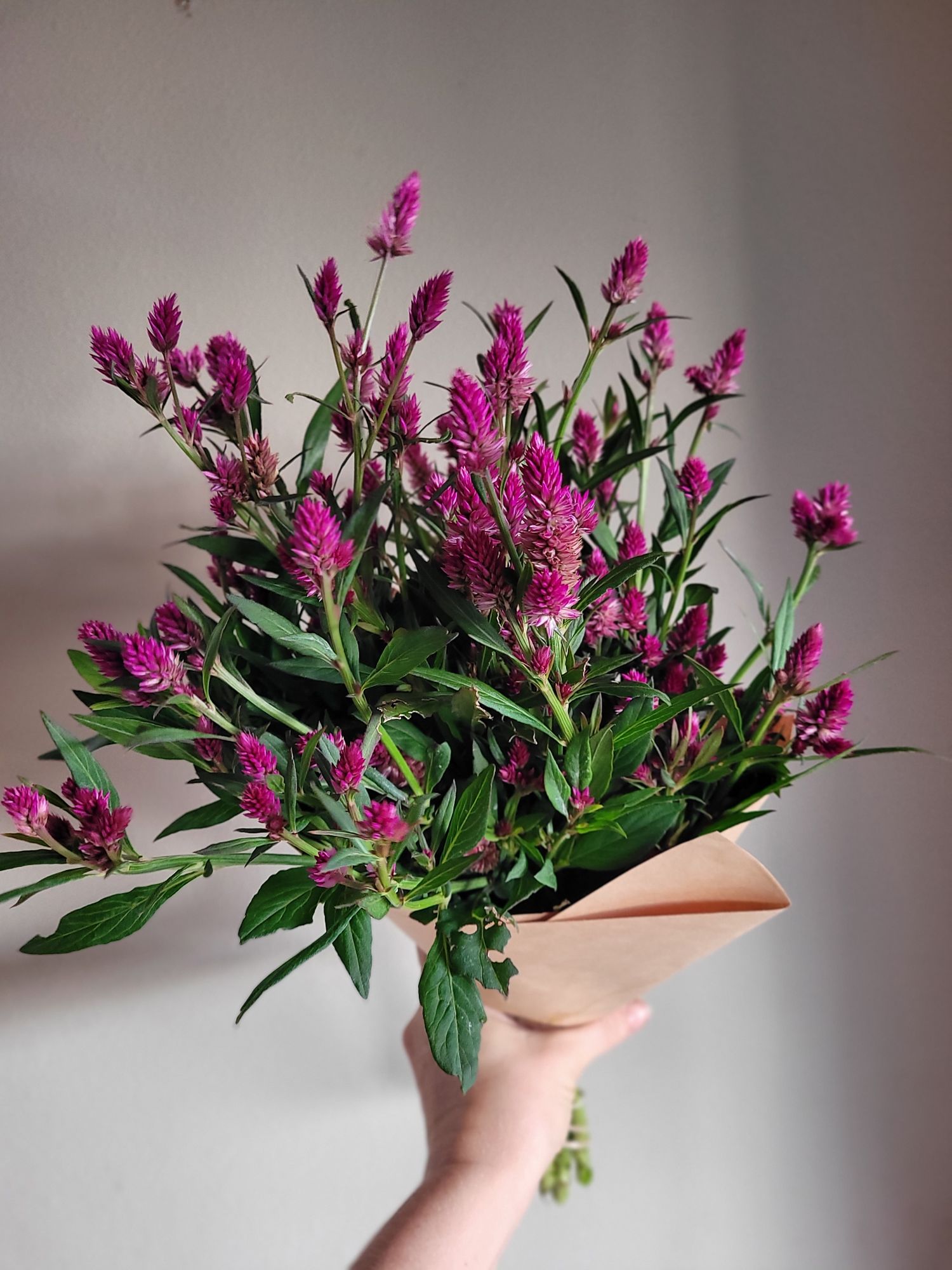 CELOSIA argentea spicata Ruby Parfait