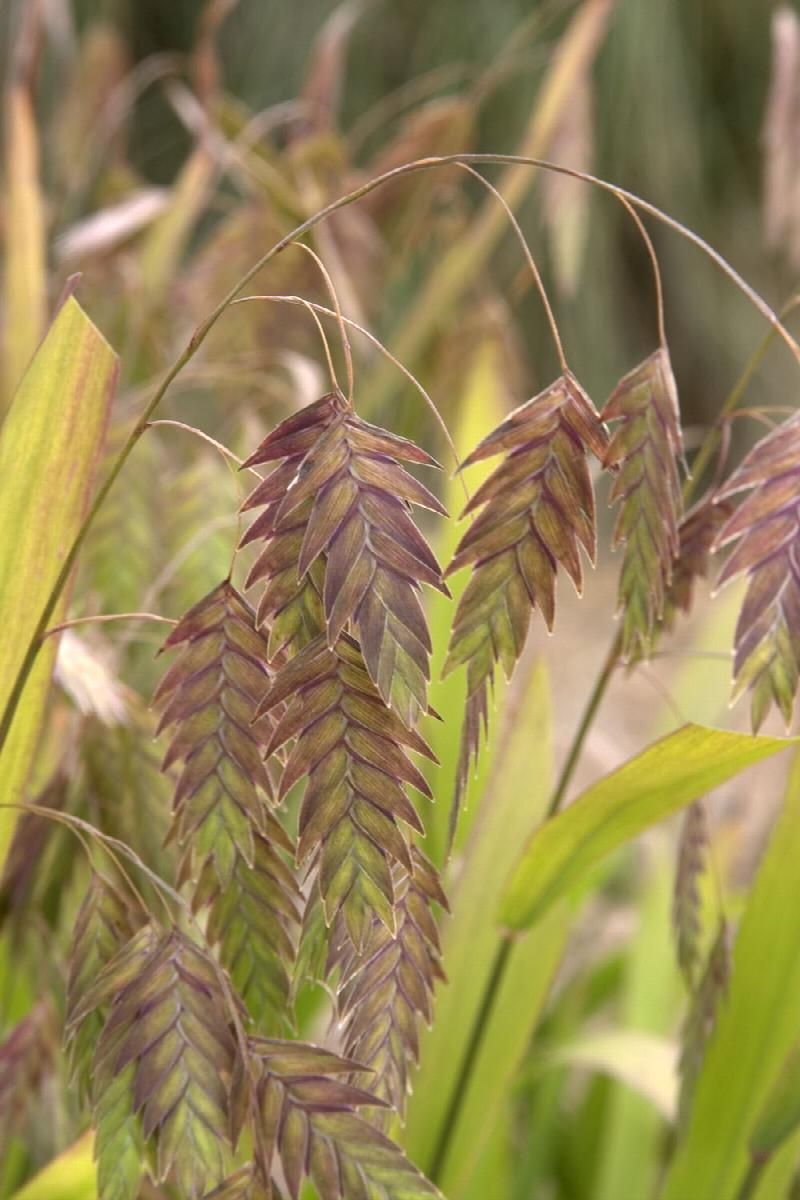 CHASMANTHIUM latifolium
