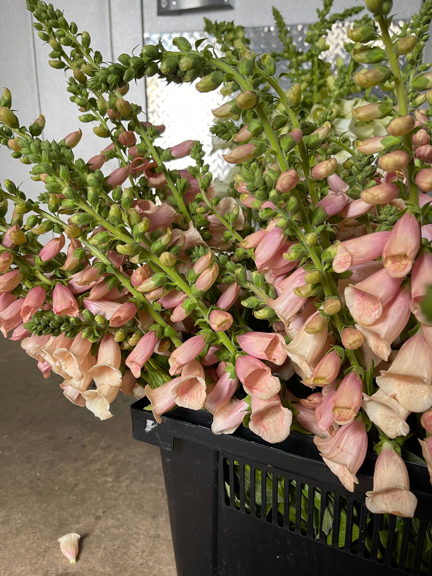 DIGITALIS purpurea Dalmatian Peach