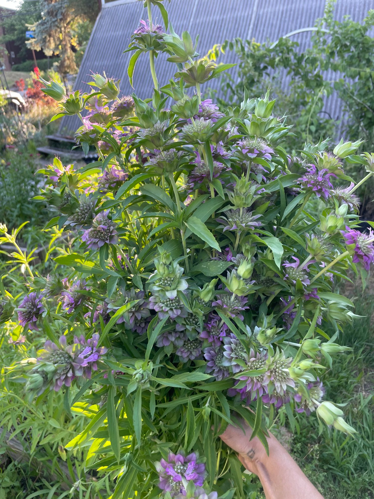 MONARDA citriodora