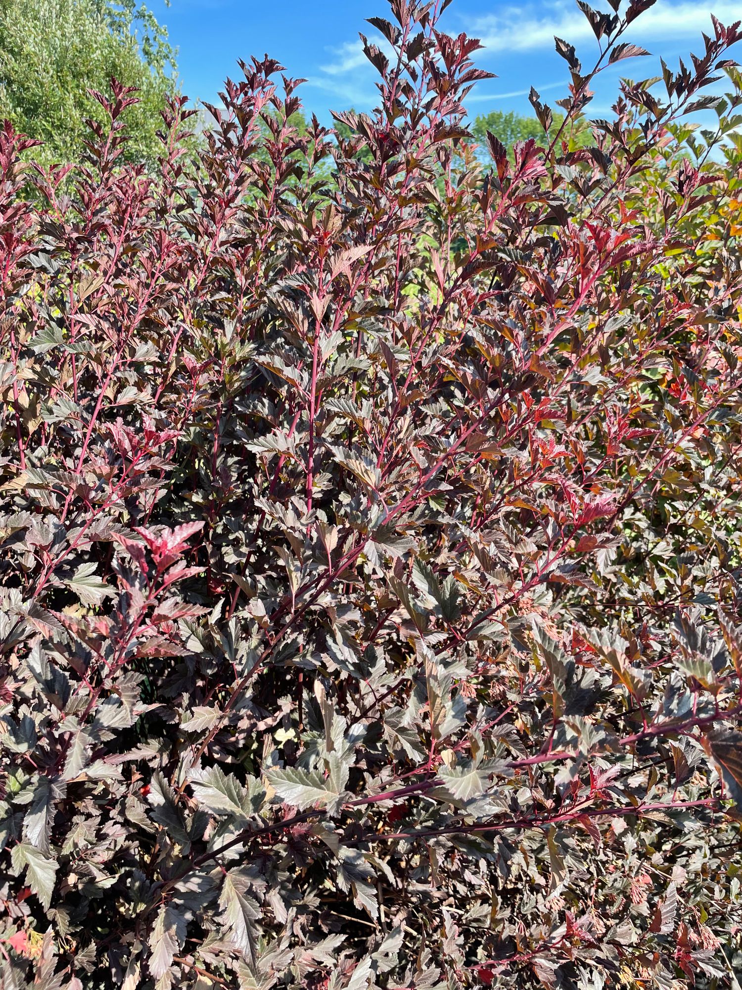 PHYSOCARPUS opulifolius