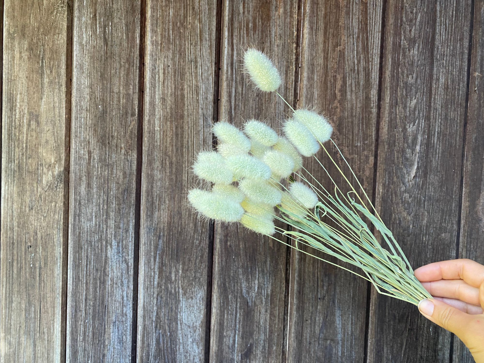 LAGURUS ovatus