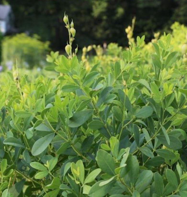 BAPTISIA australis Alba