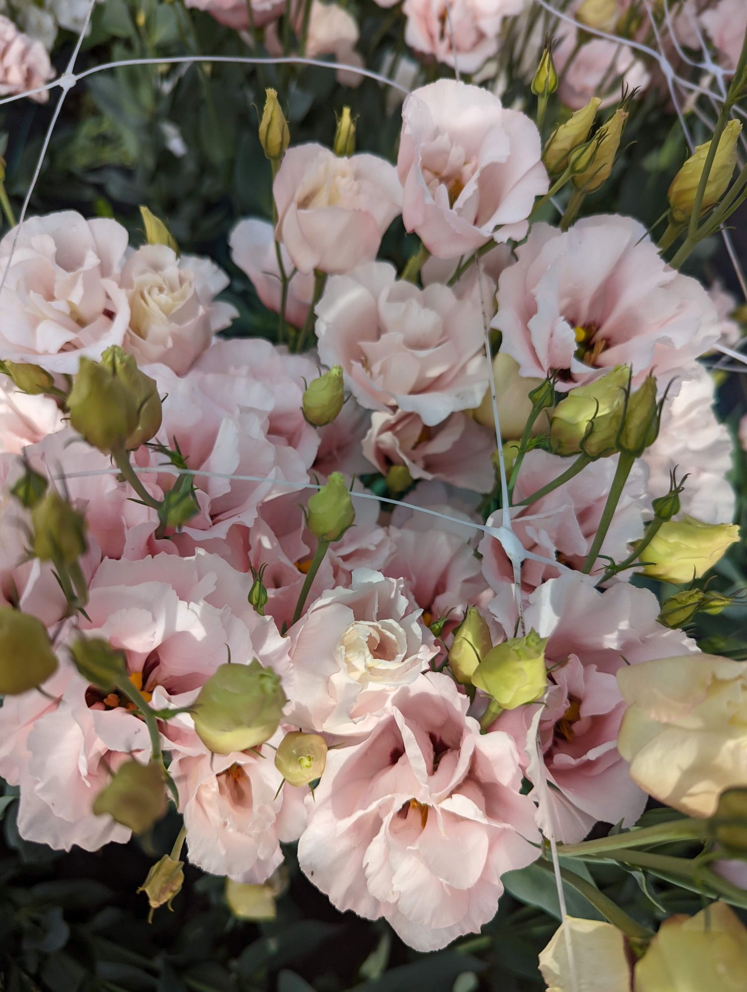 EUSTOMA grandiflorum