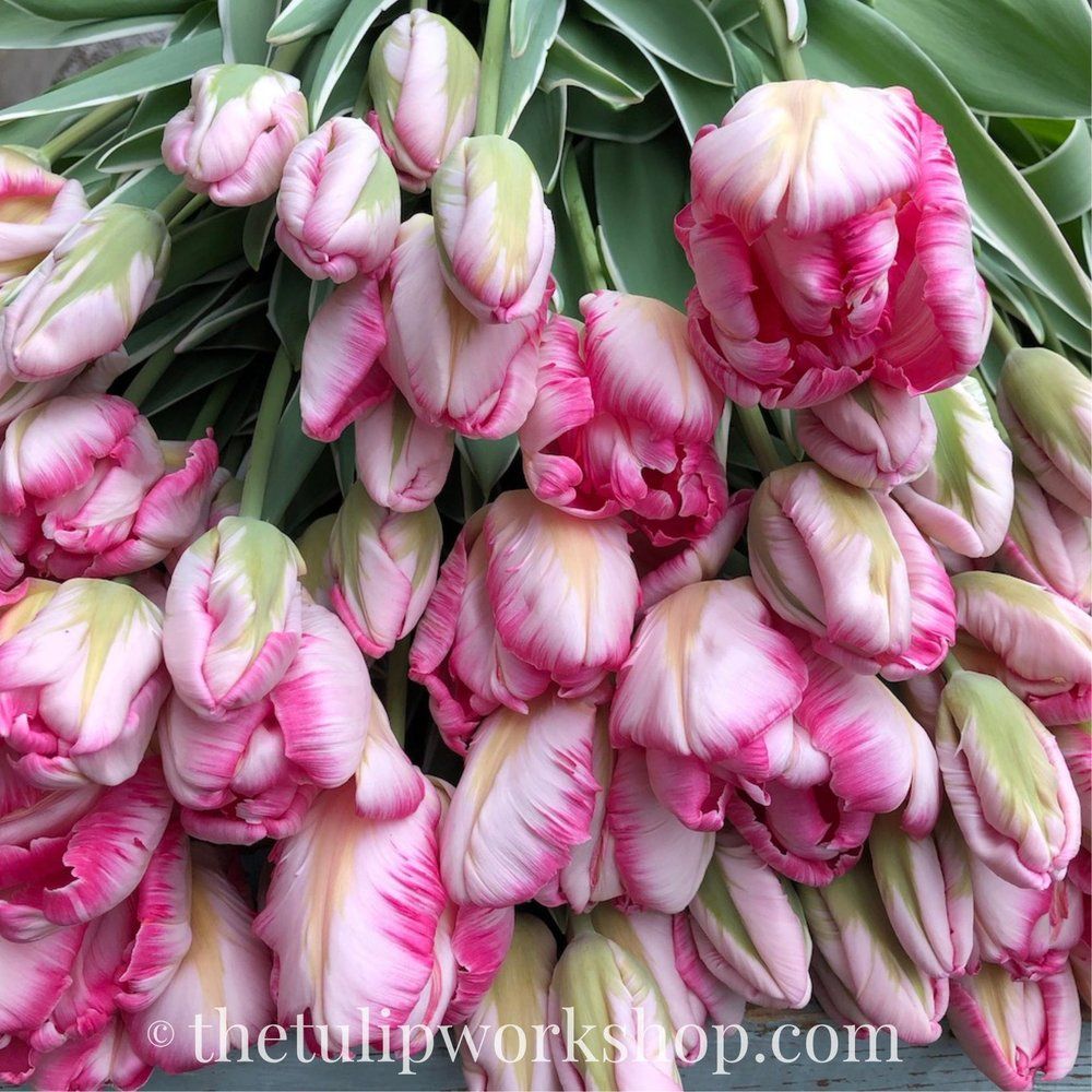 TULIPA Silver Parrot