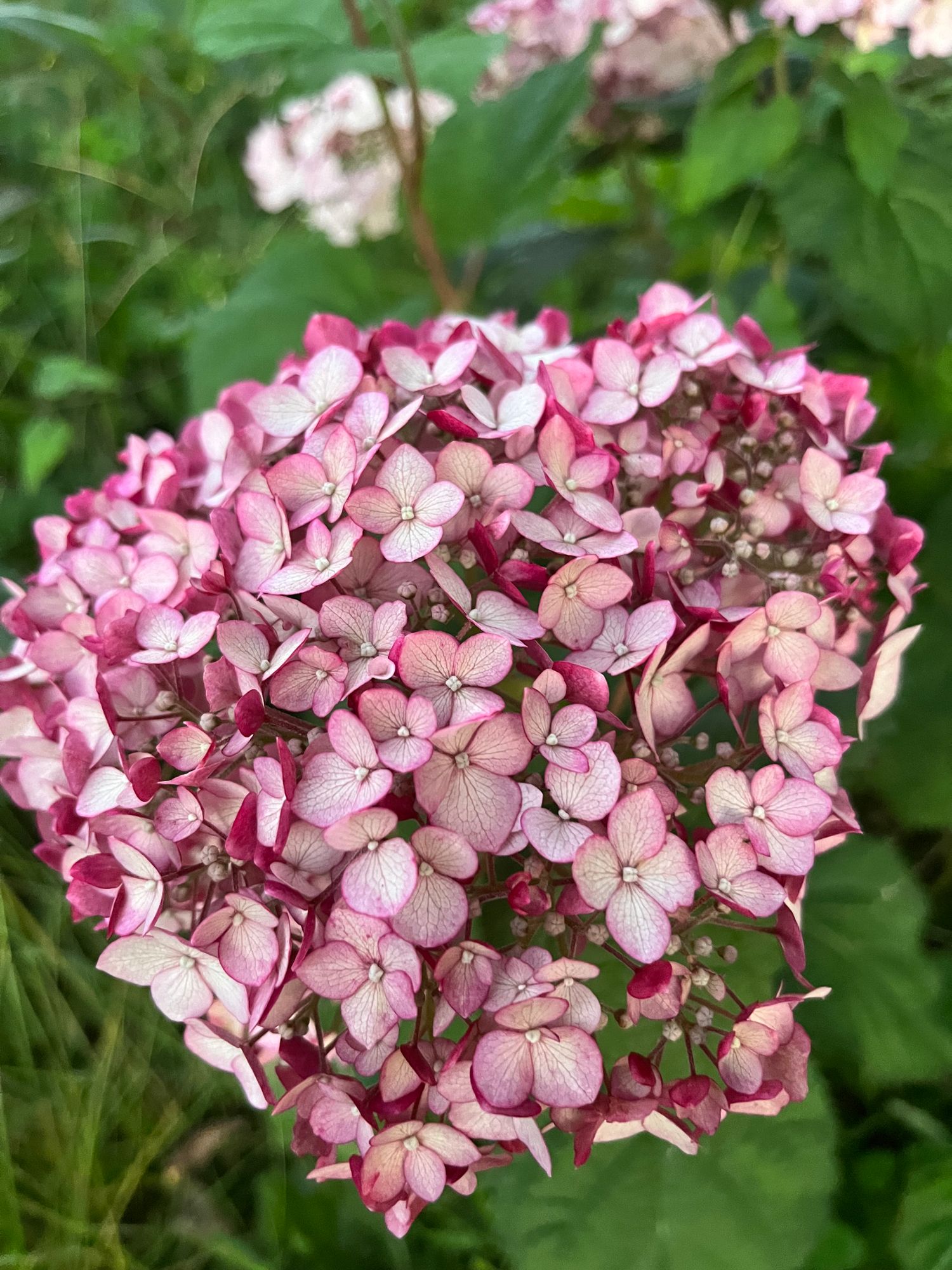 HYDRANGEA