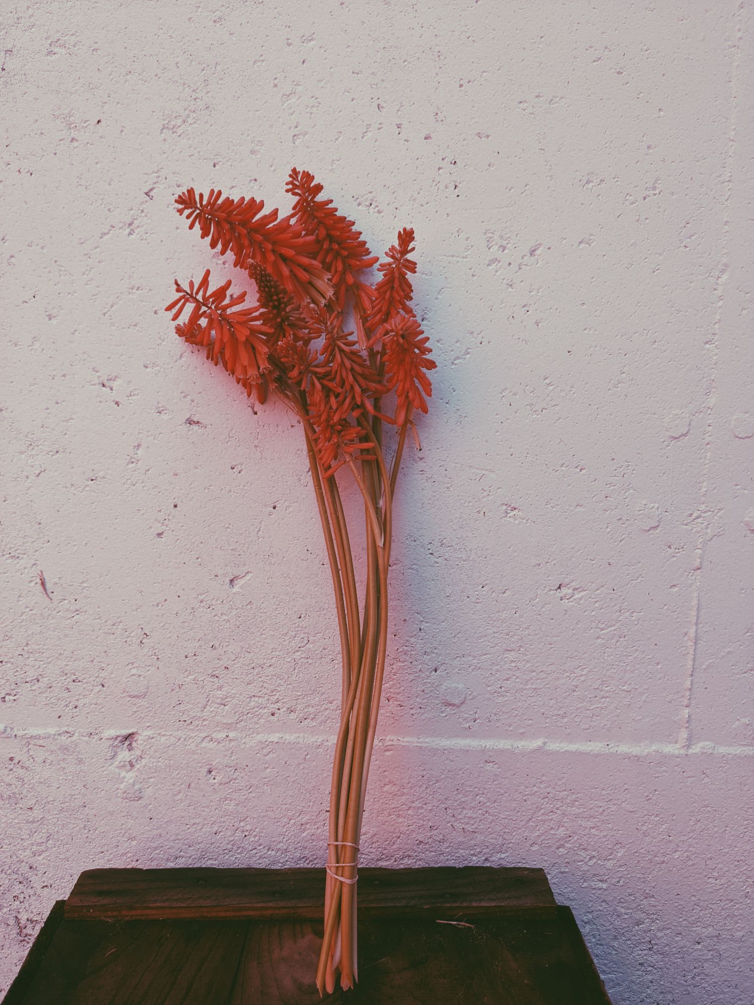 KNIPHOFIA caulescens