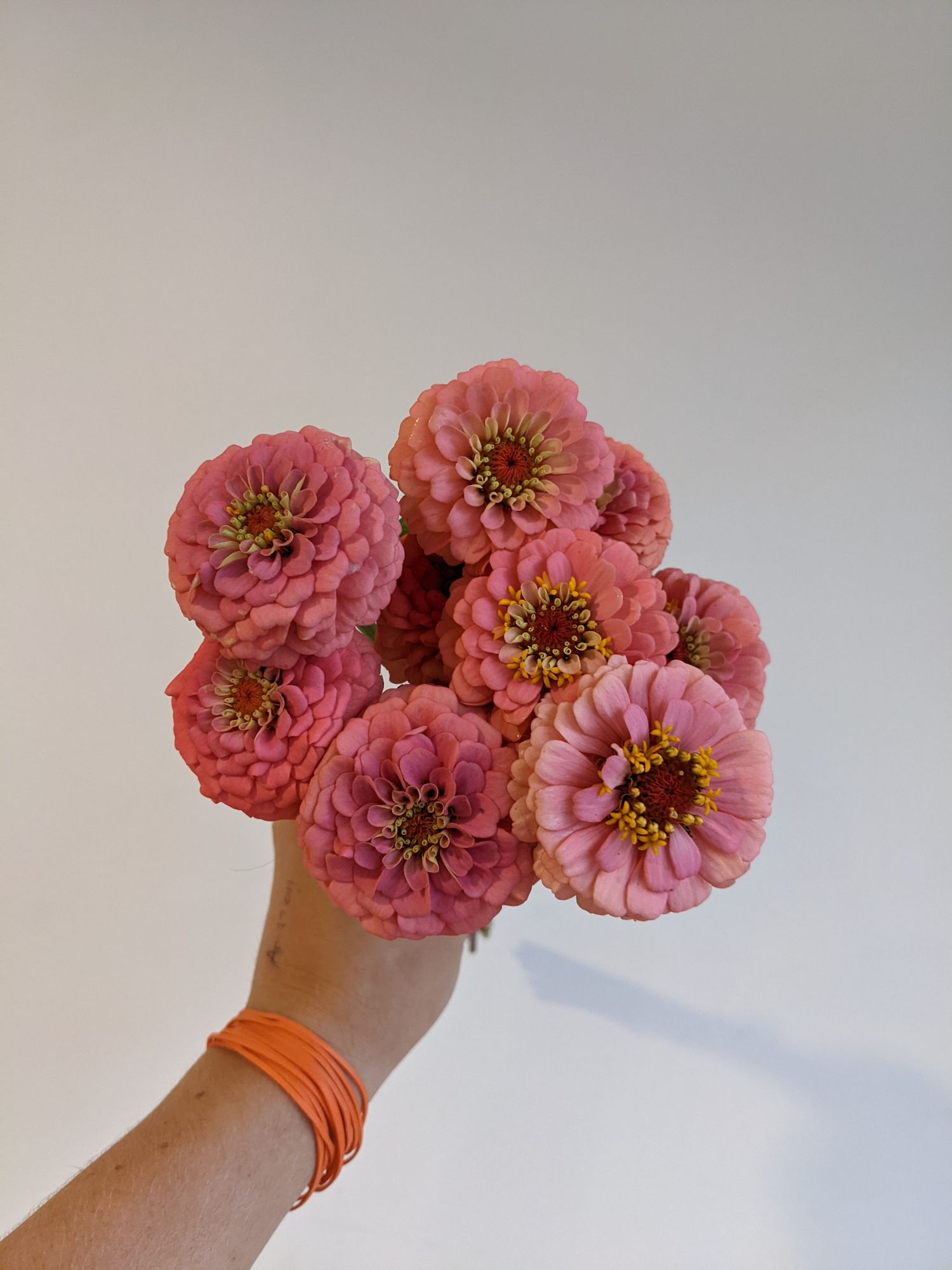 ZINNIA elegans Oklahoma Series