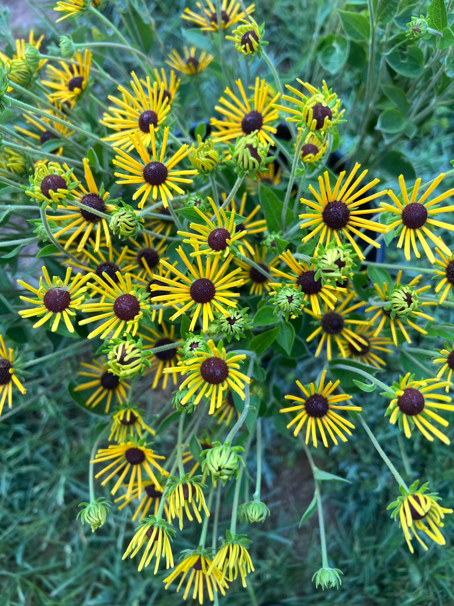RUDBECKIA subtomentosa Henry Eilers