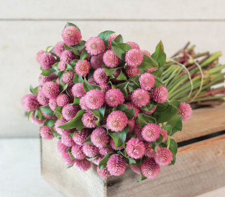 GOMPHRENA globosa Raspberry Cream