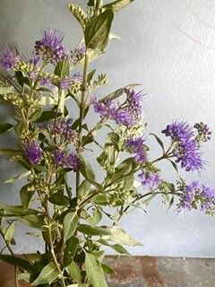 CARYOPTERIS x clandonensis Dark Knight